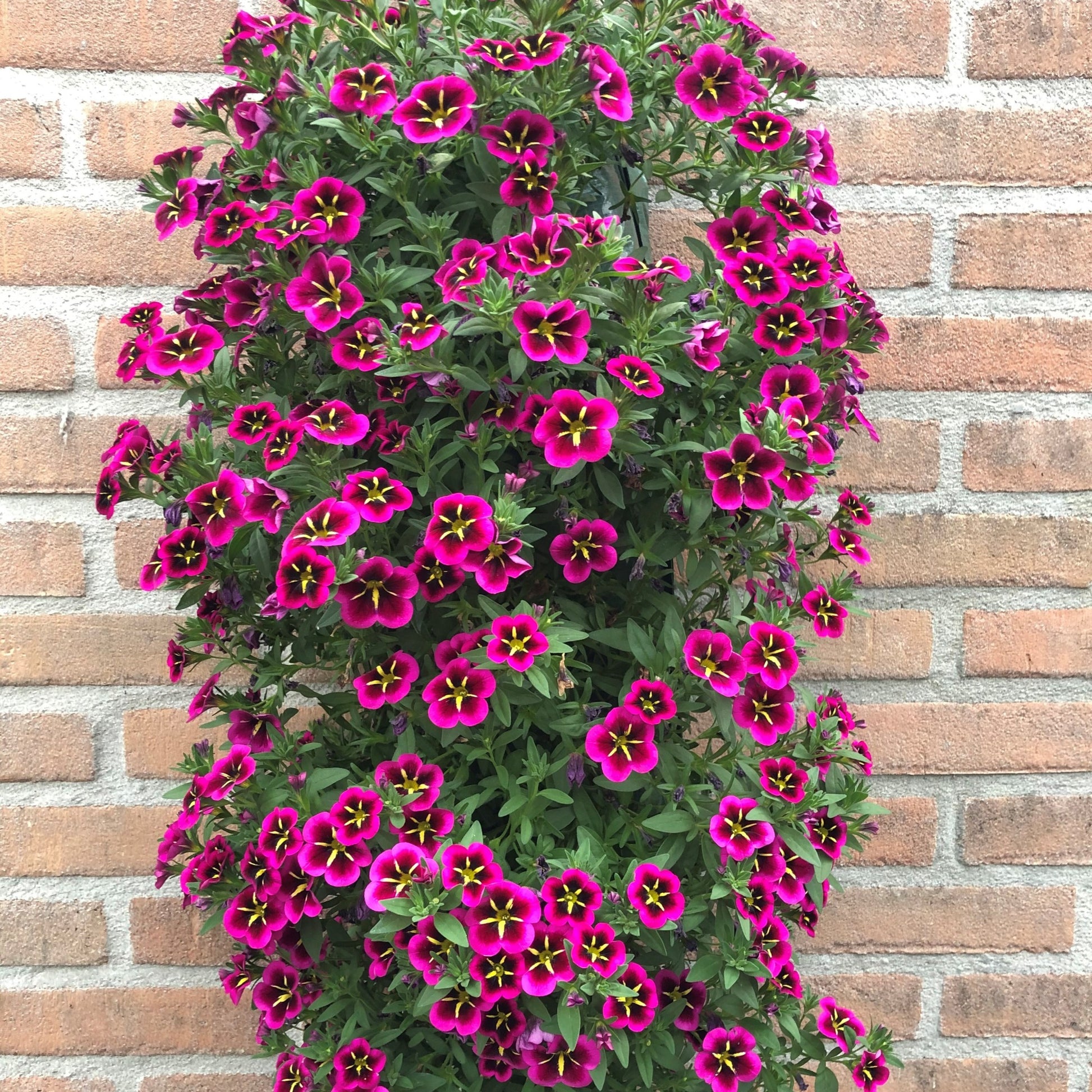 Verkauf Zauberglöckchen Good Night Kiss (x3) - Calibrachoa cabaret® 'good night kiss'