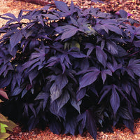 Zier-Süßkartoffel 'Sweet Caroline Purple' (x3) - Bakker