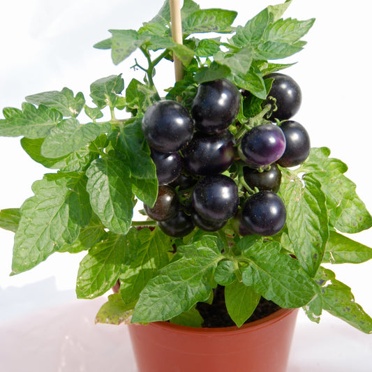 Kirschtomate Tartufo - Bakker