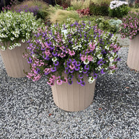 Fächerblumen gemischt (x3) - Scaevola aemula - Bakker