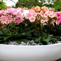 Bitterwurz Elise Mischung (x3) - Lewisia cotyledon elise - Bakker
