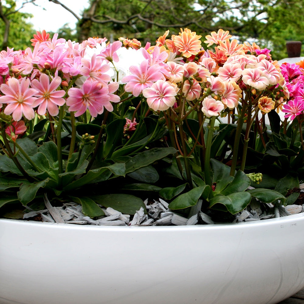 Bitterwurz Elise Mischung (x3) - Lewisia cotyledon elise - Bakker