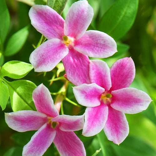 Duftjasmin 'Starry Summer Scent' - Jasminum x stephanense Starry Summer Scent - Bakker