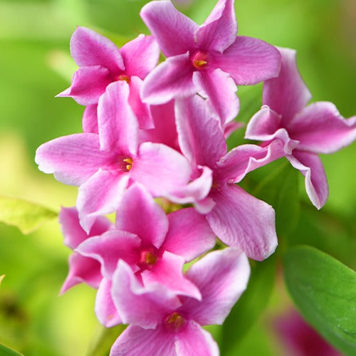 Sternjasmin - Trachelospermum - Duftjasmin 'Starry Summer Scent' - Jasminum x stephanense Starry Summer Scent