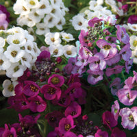 Duftsteinrich 'Easy Breezy Mix' (x3) - Lobularia Easy Breezy Mix - Bakker