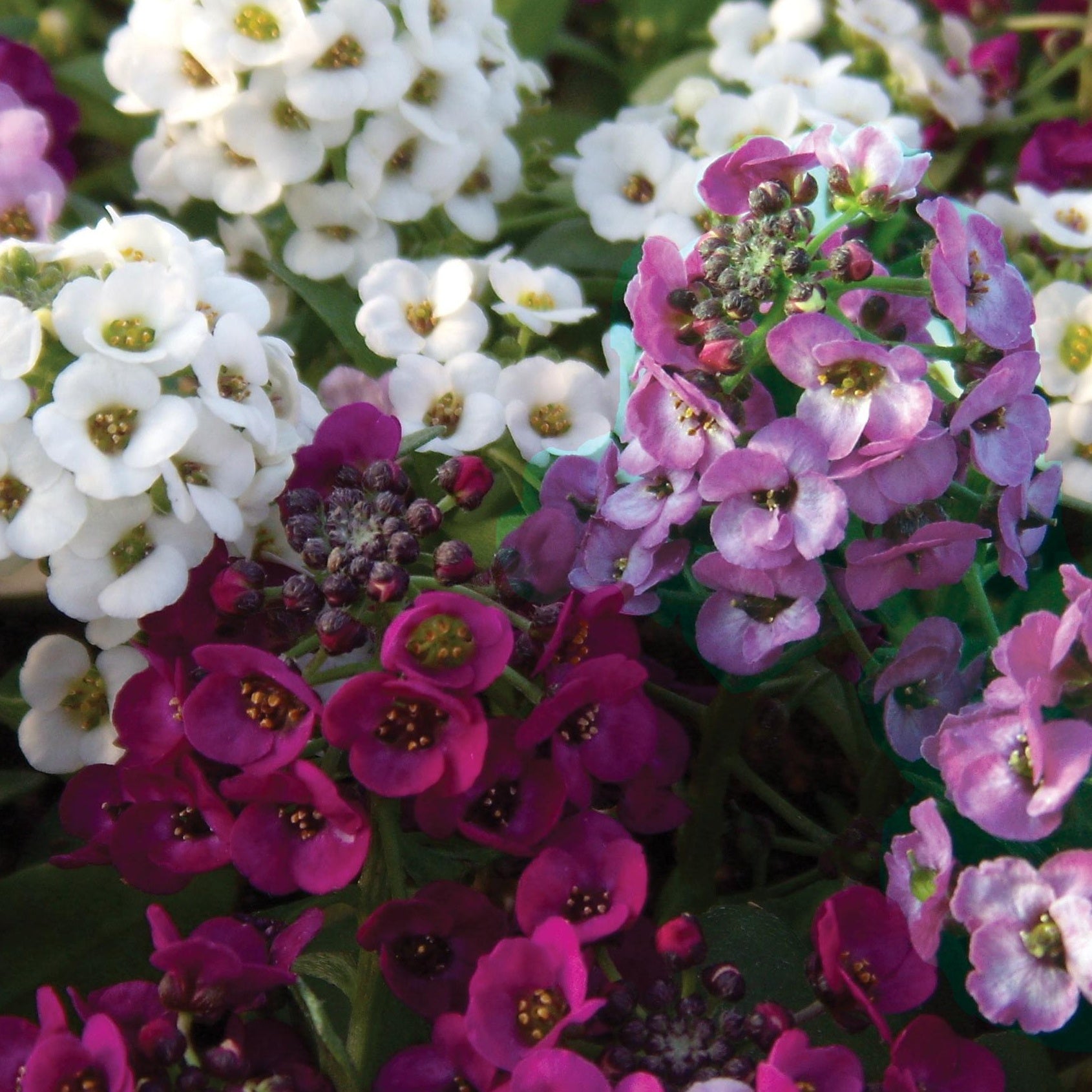 Duftsteinrich 'Easy Breezy Mix' (x3) - Lobularia Easy Breezy Mix - Bakker