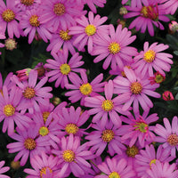 Brachyscome magenta (x3) - Brachyscome multifida - Bakker