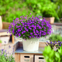 Brachyscome magenta (x3) - Bakker