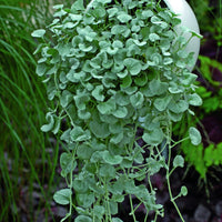 Dichondra argentea Silver Falls - Silberregen (x3) - Stauden
