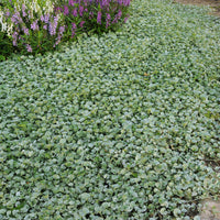 Silberregen (x3) - Dichondra argentea Silver Falls - Bakker