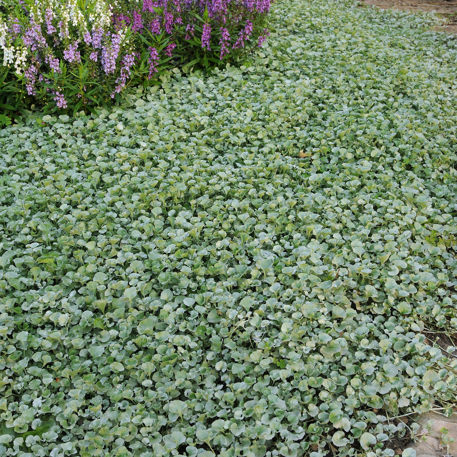 Silberregen (x3) - Dichondra argentea Silver Falls - Bakker