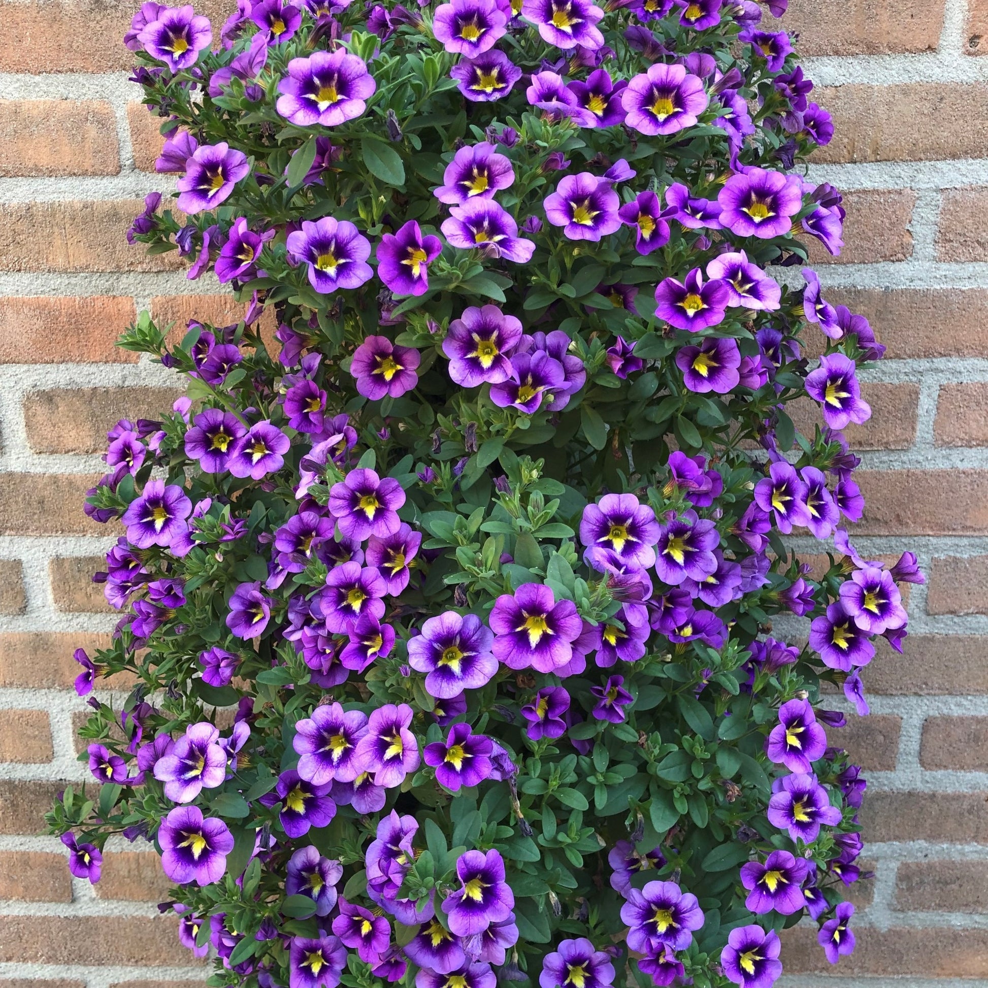 Petunien und Calibrachoa - Zauberglöckchen Bumble Bee (x3) - Calibrachoa Cabaret® Bumble Bee