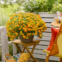 Zauberglöckchen ‘Diva Orange’ (x3) - Calibrachoa Diva Orange - Bakker