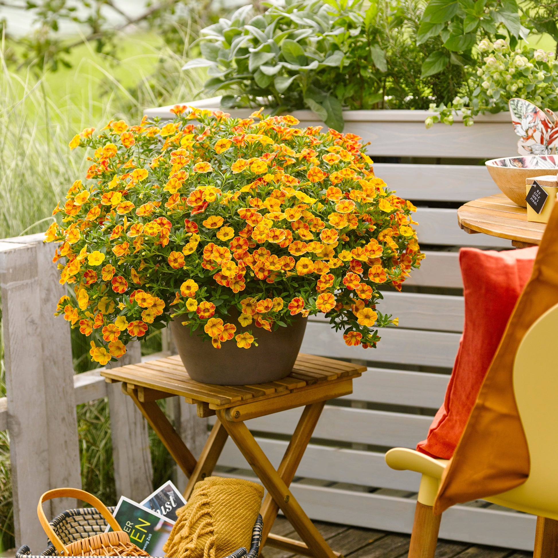 Zauberglöckchen ‘Diva Orange’ (x3) - Calibrachoa Diva Orange - Bakker