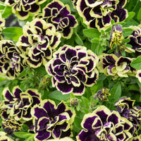 Schwarz-Gelb gefüllte Petunie (x3) - Petunia Midnight Gold - Bakker