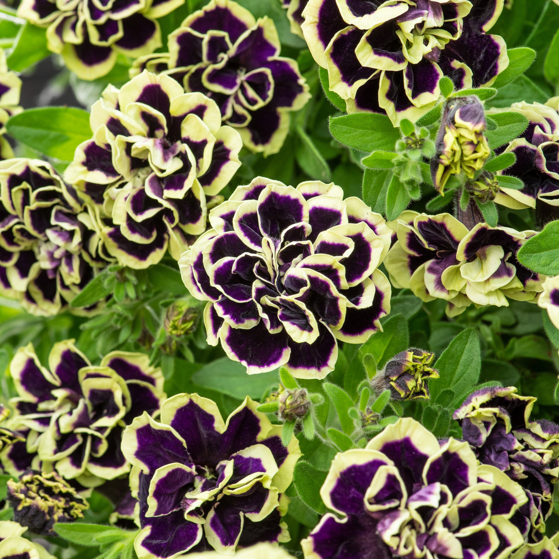 Schwarz-Gelb gefüllte Petunie (x3) - Petunia Midnight Gold - Bakker