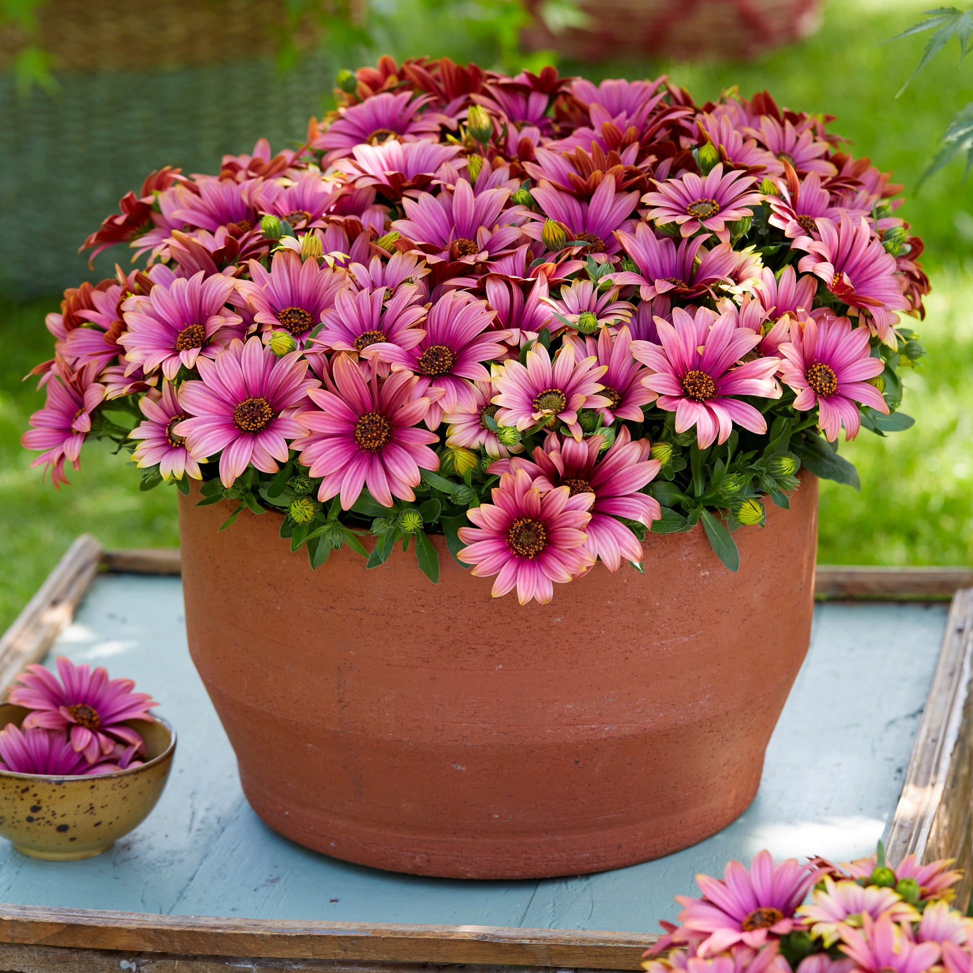 Kapmargeriten zweifarbig (lila/weiß) (x3) - Osteospermum Havilah - Bakker
