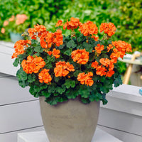 Orangefarbene Geranien (x3) - Bakker