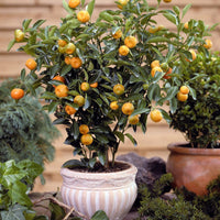 Calamondin - Citrus mitis - Bakker