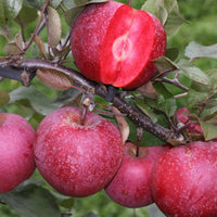 Apfelbaum Baya Marisa - Bakker