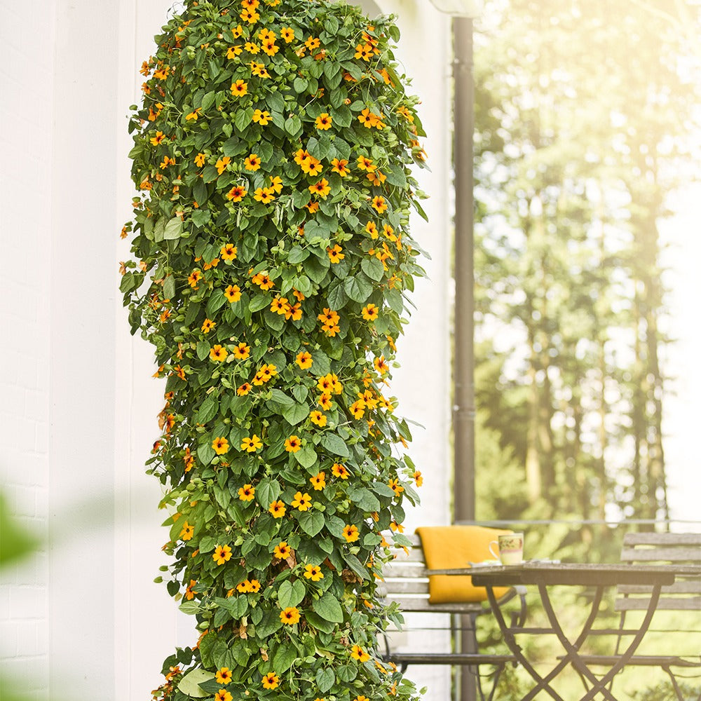 Thunbergia alata Sunny Susy® - Schwarzäugige Susanne 'Orange' - Terrassen- und Balkonpflanzen für Töpfe und Balkonkästen