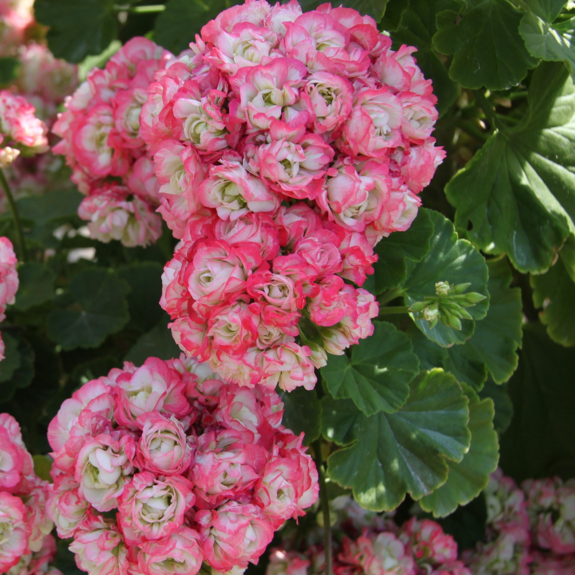 Geranie 'Appleblossom' (x3) - Pelargonium zonale apple blossom - Bakker