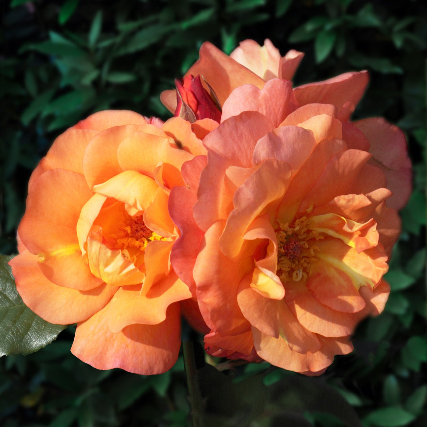 Rosa Westerland® - Strauchrose Westerland - Rosen - Nackte Wurzeln