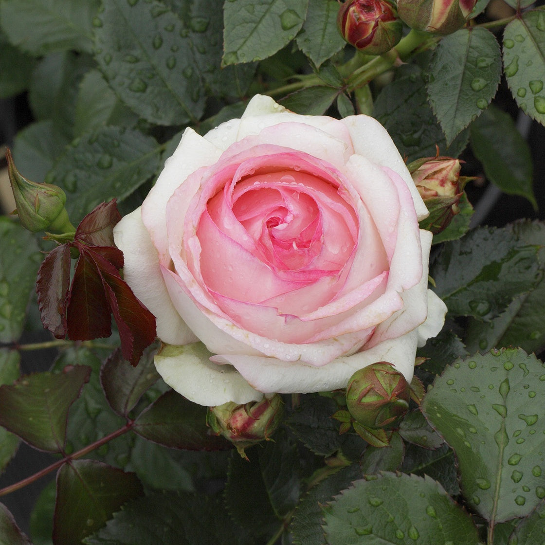 Verkauf Kletterrose ‘Pierre de Ronsard®’