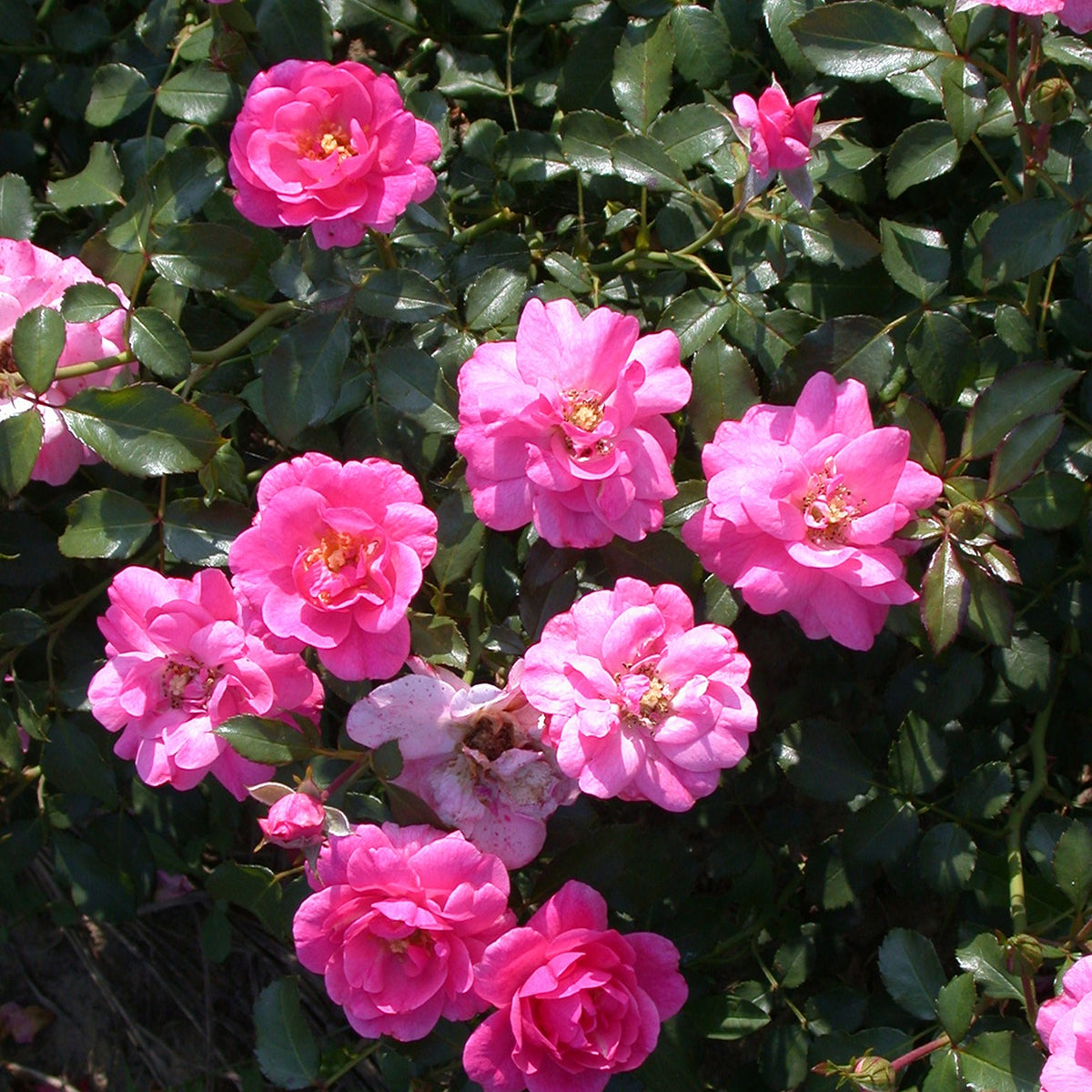 Rosa Mirato ® - Bodendeckerrosen Mirato ® - Bodendeckerrosen