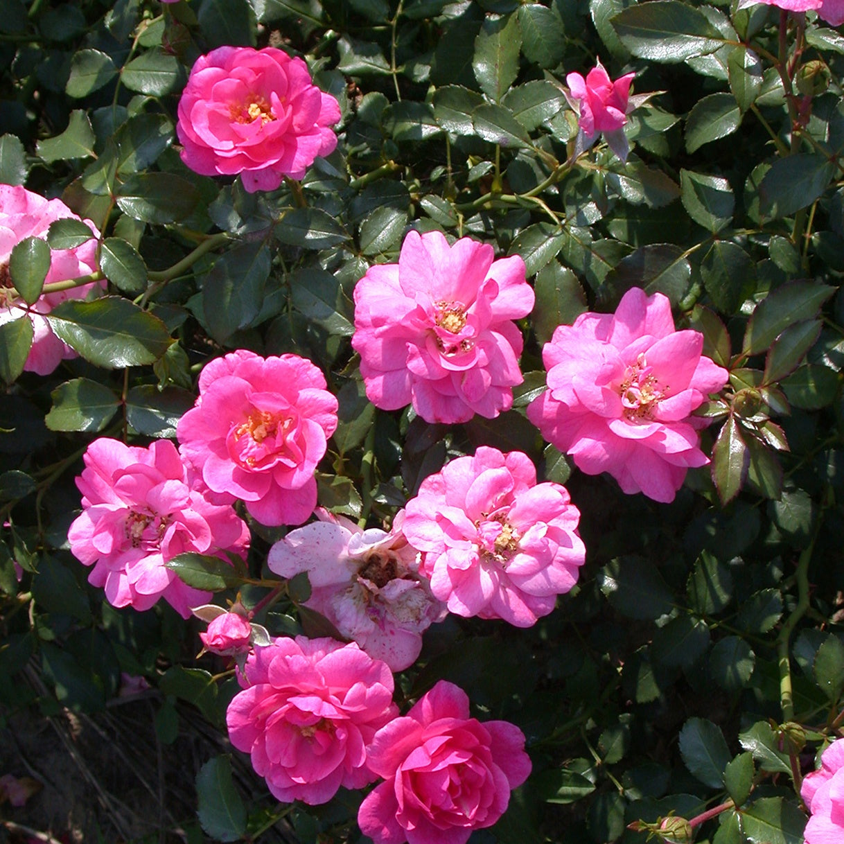 Rosa Mirato ® - Bodendeckerrosen Mirato ® - Bodendeckerrosen