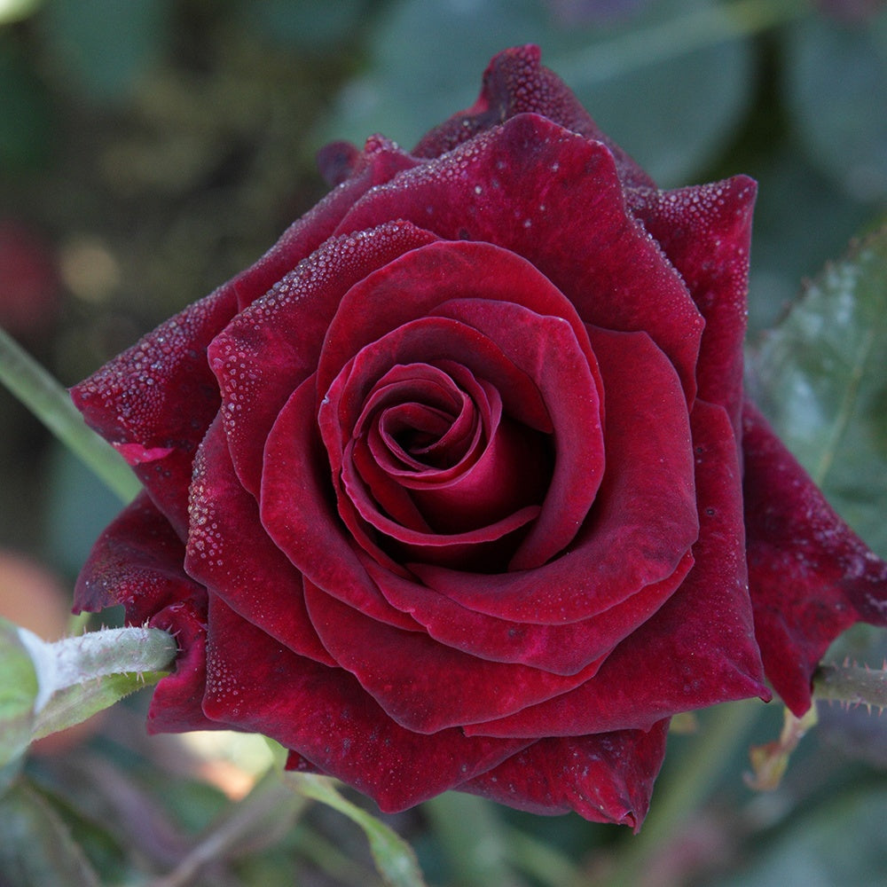 Rosa Black Baccara ® - Strauchrose Black Baccara ® Meidebenne - Rosen