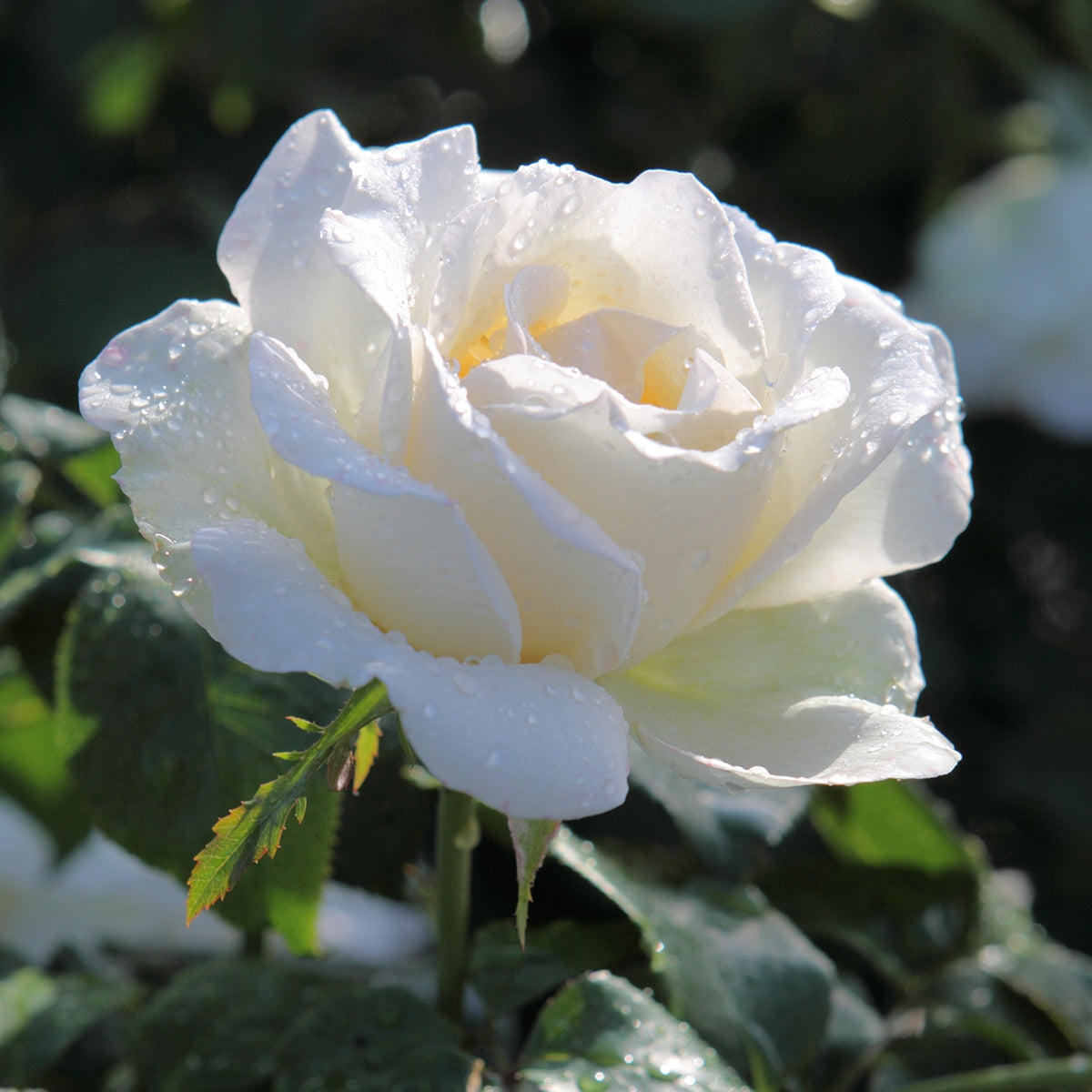 Rose White Symphony - Bakker