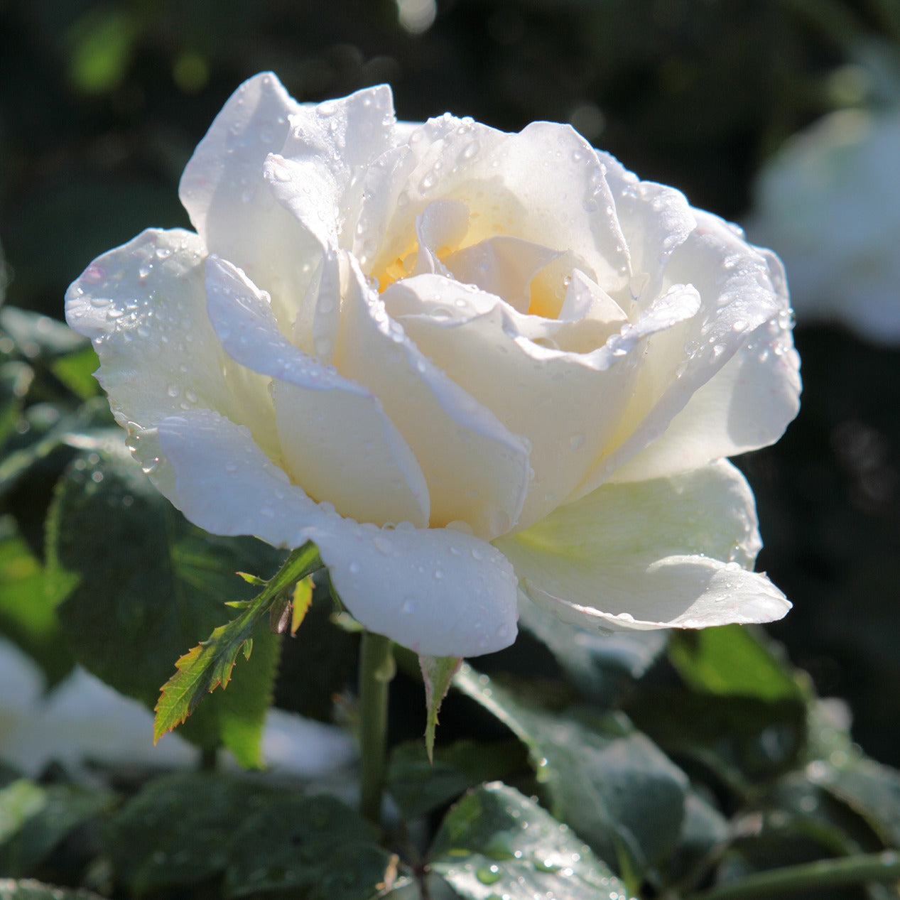 Straußrosen-Kollektion (x5) - Rosen - Bakker