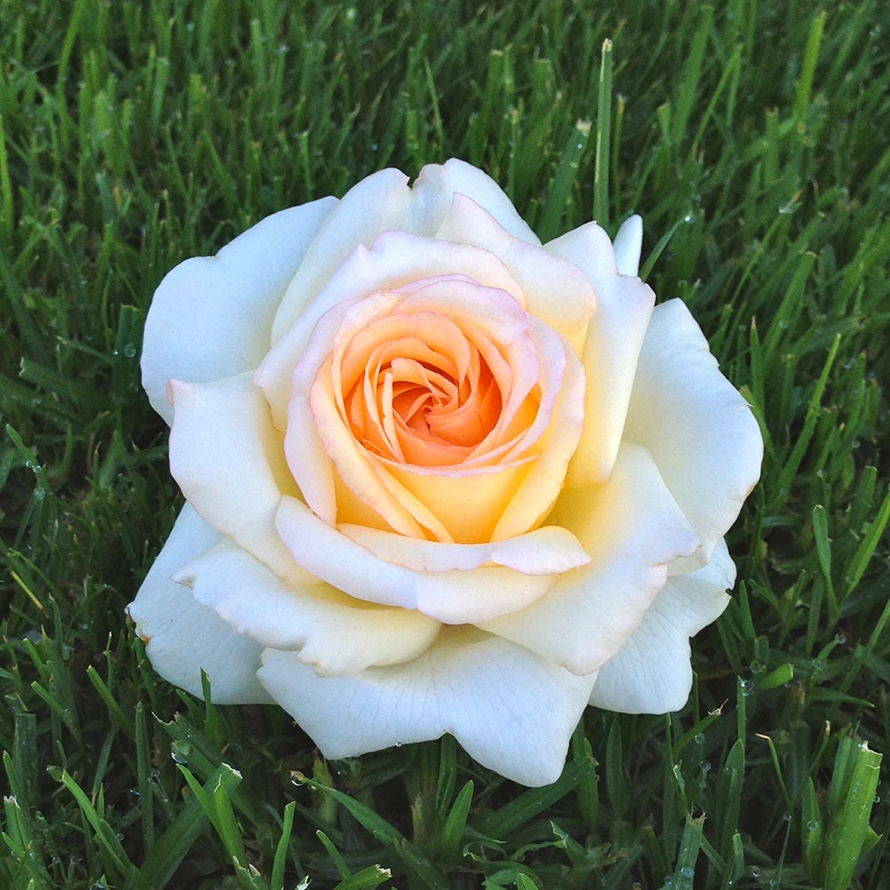 Edelrose Anastasia® - Bakker