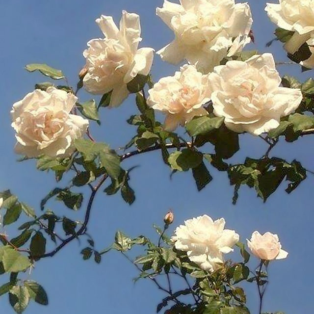 Verkauf Kletterrose Madame Alfred Carrière - Rosa grimpant mme alfred carrière