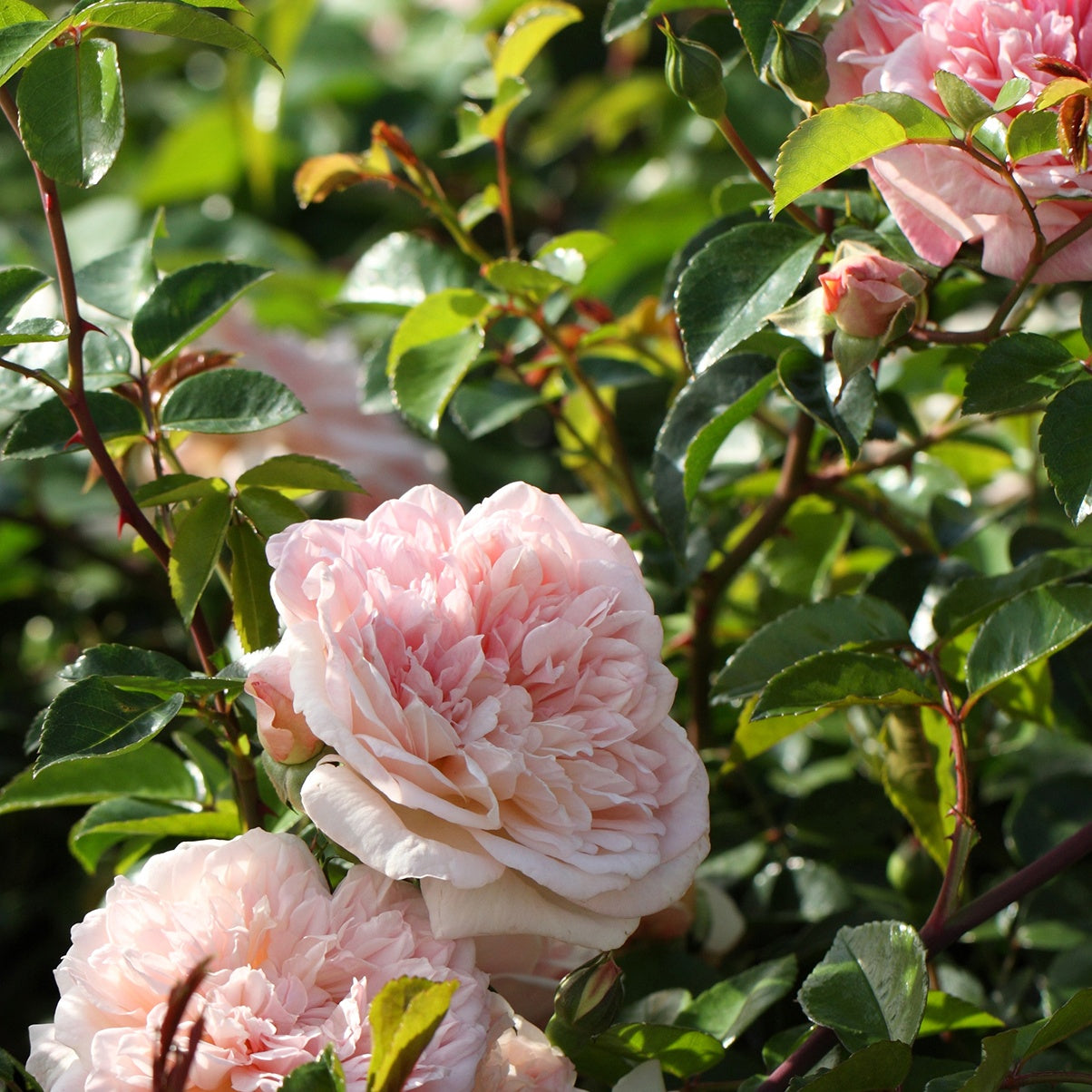 Kletterrose ‘Gloire de Dijon’ - Bakker