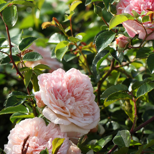 Kletterrose ‘Gloire de Dijon’ - Bakker