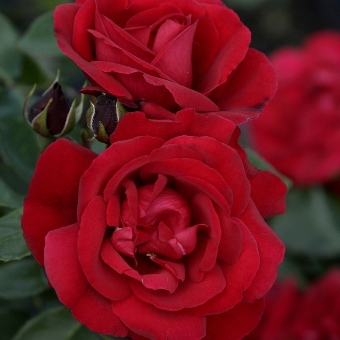 Rose Shalom® - Bakker