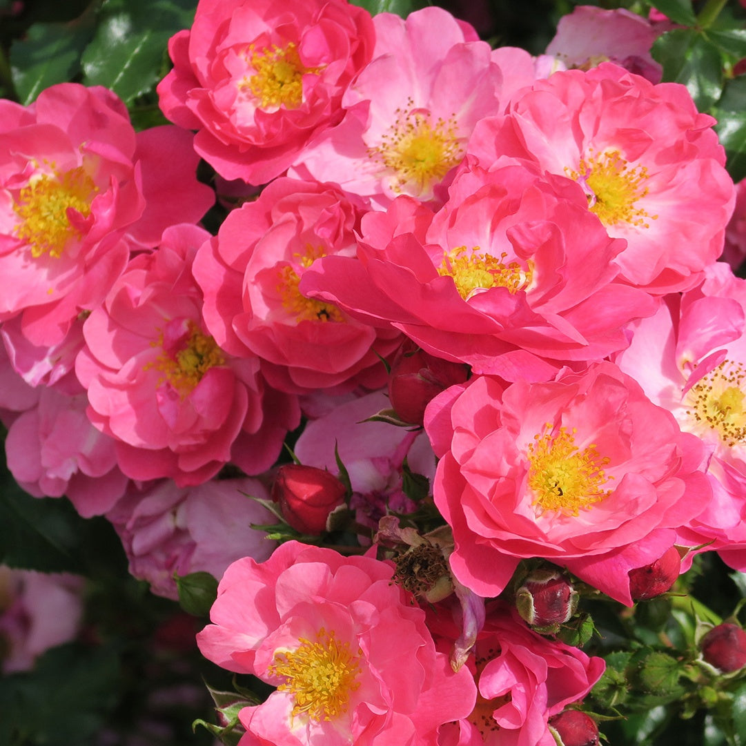Rose Aromikeh Hotline® - Bakker