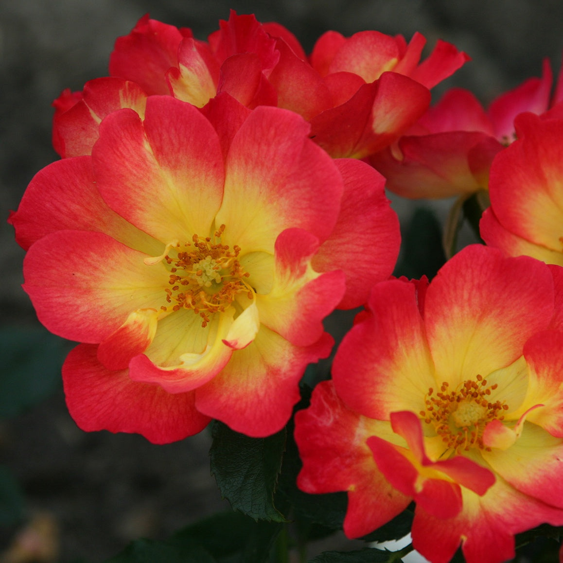 Rosenstrauch Summer of Love® - Rosa Summer of Love® - Bakker