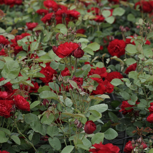 Rose ‘Lili Marleen’ - Bakker