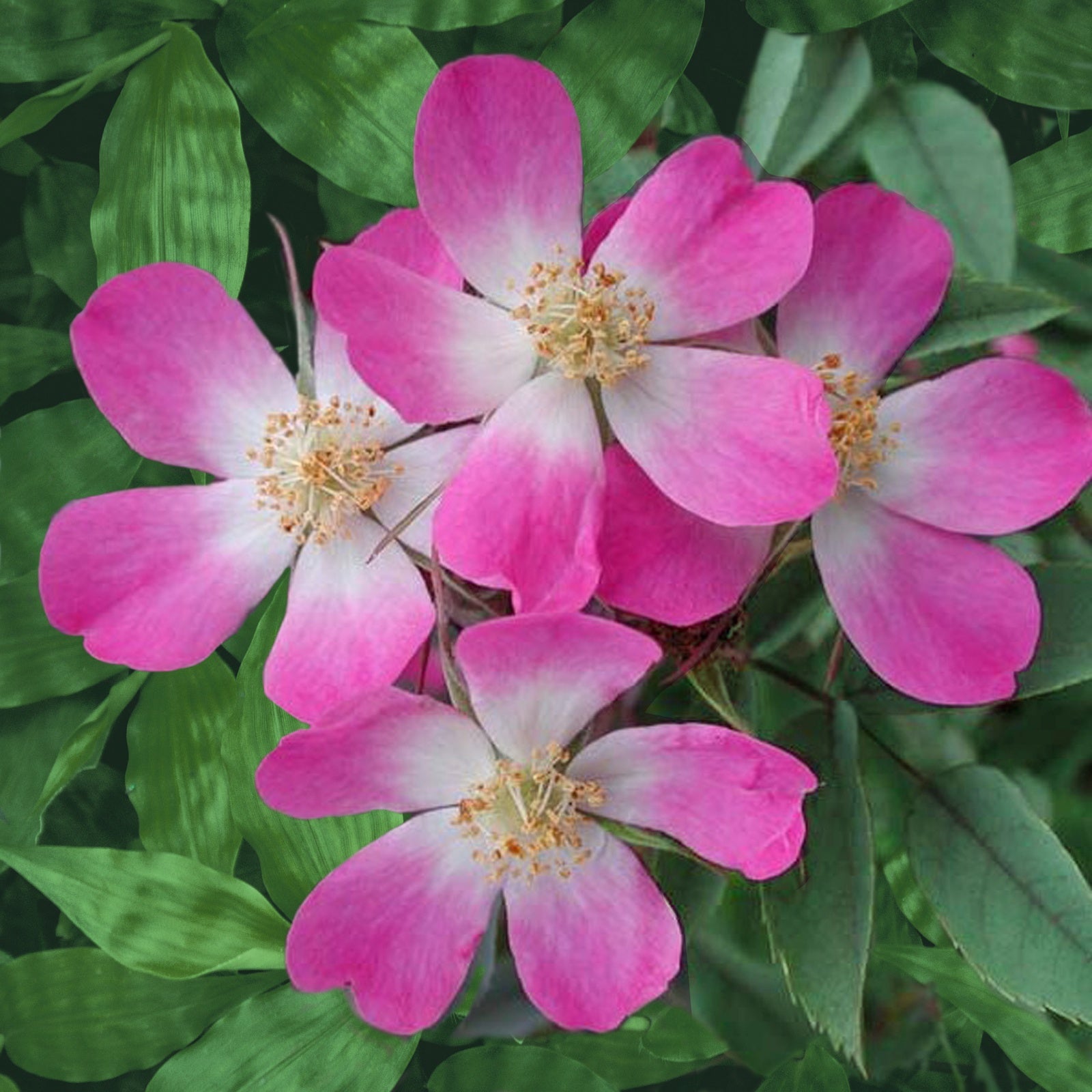 Rotblatt-Rose Glauca - Bakker