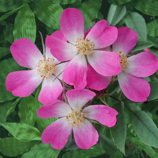 Rotblatt-Rose Glauca - Bakker