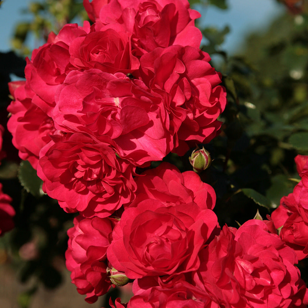 Rose Toscana® - Rosa Toscana ® - Bakker