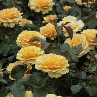 Rosa amber queen ® - Beetrose Amber Queen ® - Duftrosen