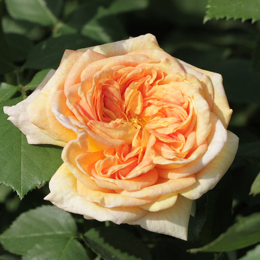 Kletterrose 'Alchymist' - Bakker