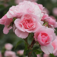 Rosa Bonica 82 ® - Beetrose Bonica 82® - Duftrosen