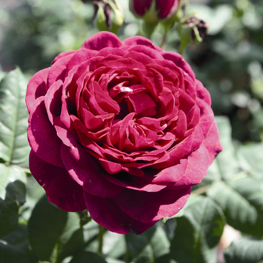 Rosenstrauch Astrid Gräfin von Hardenberg ® - Bakker
