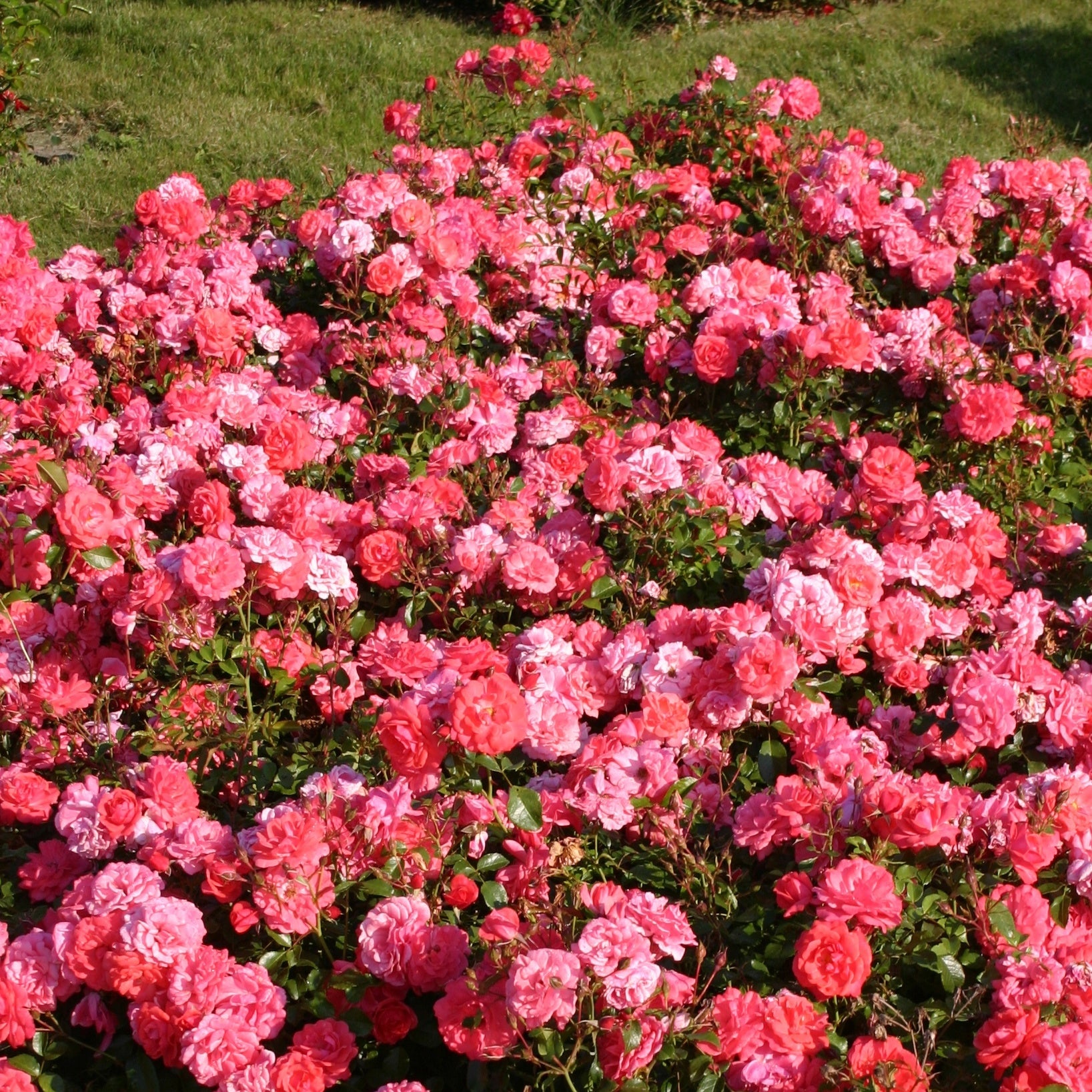 Rose Bonapart ® - Bakker