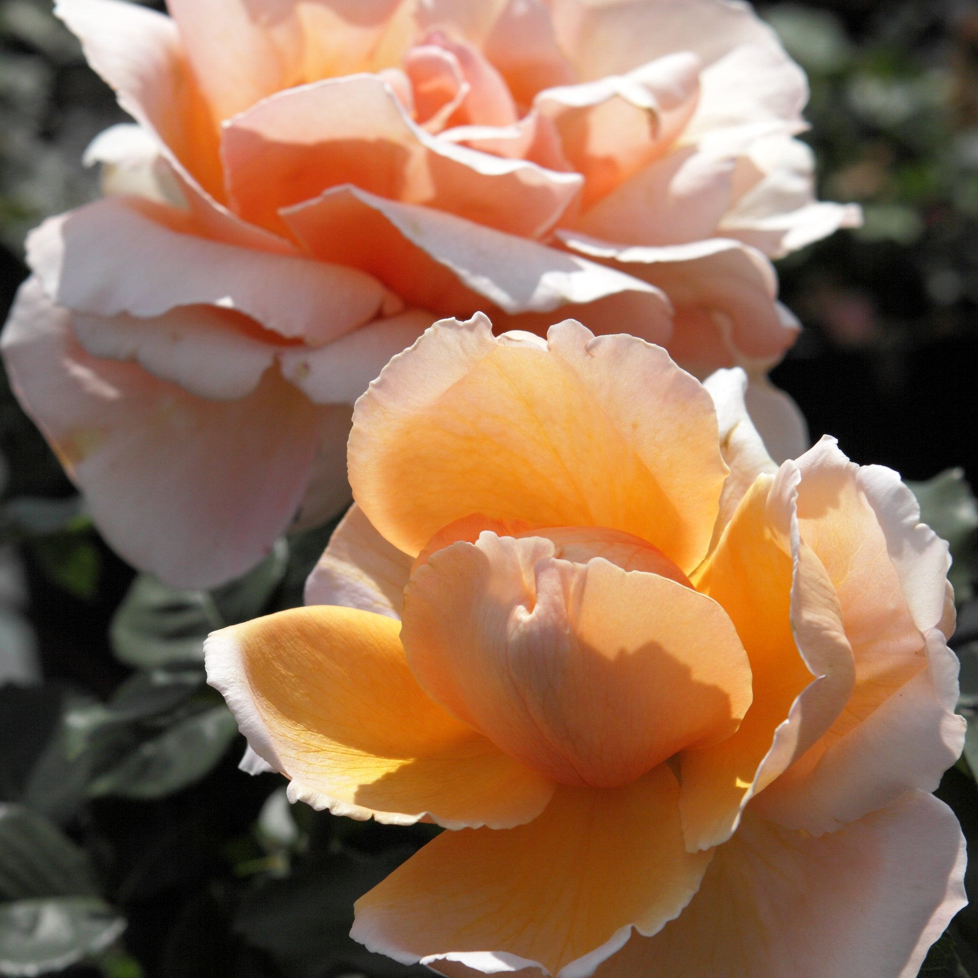 Duftrosen - Edelrose Just Joey ® - Rosa just joey ®